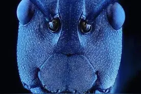 30张显微镜下的图片，每一张都是我们见过的，但是又不是很认识图片