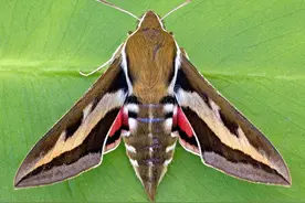 飞蛾扑火真的是因为爱情吗？图片