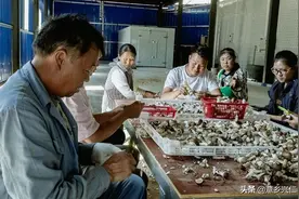 兴仁市薏品田园街道：家门口建“农工厂”稳就业促增收图片