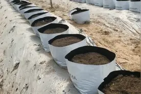 蔬菜为啥种在袋子里？原因主要有3点，种植简单，成本低图片