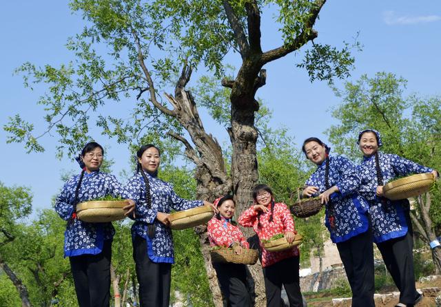 山西临县阳府井枣芽红茶简介