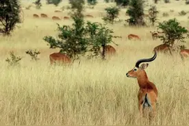 去非洲工作的中国人，平时不忙时最喜欢做哪些事情图片