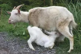 在农村创业养羊利用农作物秸秆喂羊饲养成本几乎零成本图片