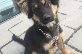 德牧偏瘦喂什么能长胖图片