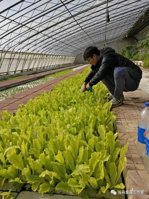 鱼菜共生植物缺素新认知 汇总