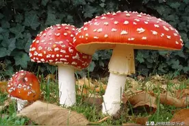 大多数的蘑菇为什么会演化出致幻物质？体验还那么魔幻那么别致图片