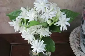 茉莉花盆栽长得太差了，多久才可以开花？猴年马月都难开花图片