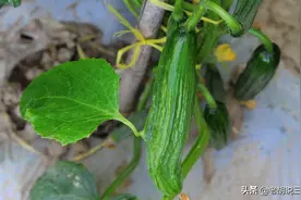 俗语：如果不把细菌灭，黄瓜身上也长叶。黄瓜身上会长叶吗？图片