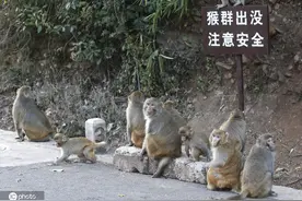 见义勇为被猴群报复受伤男子：后续至少卧床3个月治疗，不后悔出手解围图片