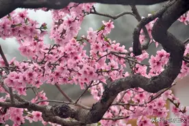 老人种桃树和梨树，习惯在开花时喷红糖水，有什么作用？图片