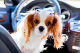 如此漂亮迷人的查理士王小猎犬，你有见过吗？（19张）图片
