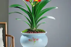 君子兰花后也要“做月子”，否则可能再也开不了花图片
