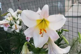 人见人爱的百合花，开完花后一处理，蹭蹭长球，来年花更多图片