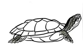 龟龟日记 | 泥们吼~初次见面，介绍一下我家的龟龟（漫画）图片