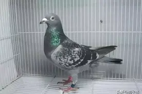 信鸽疾病症状及治疗方法，快速判断对照表图片