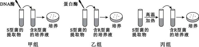 2022届高三开学摸底考试生物试卷（河北卷）