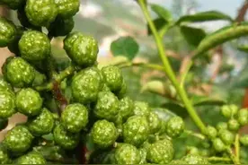 基金项目：四川青花椒采摘前后田间关键管理技术图片