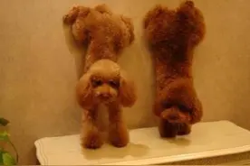 可能你还不知道，你的这些行为，对泰迪犬很伤图片