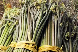 四种野菜趁春天多采一点，晒干放一年也不坏，好吃还营养图片