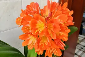 君子兰夹箭怎么处理让花箭快速抽高？烂心的君子兰需要砍头吗？图片