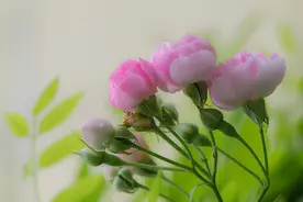 想念一个人，不必联系，使用三个方法，能让对方明白心意图片