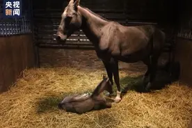 9匹“破壳”出生！新疆汗血马迎来宝宝“诞生季”图片