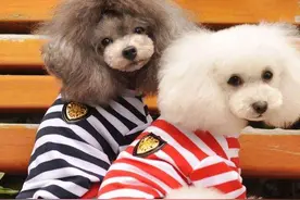 贵宾犬毛发变白是什么原因？图片