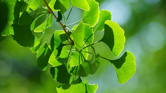 丁妈深点评｜PHYTO丝漾防脱育发精华，能不能长出头发？