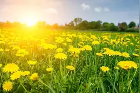 浪漫初夏！老白山那片蒲公英花海美极了！图片