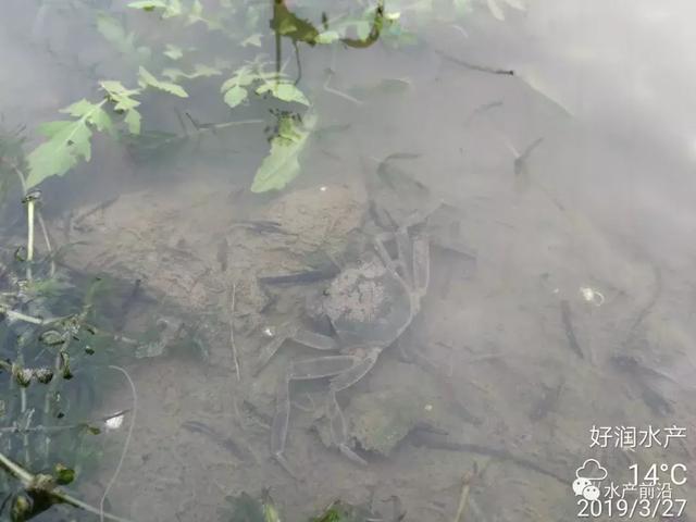 氨氮、亚硝酸盐超标将给虾蟹苗带来这些危害！虾蟹苗中毒怎么办？