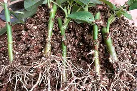 扦插月季难题多、成功率低？选对介质事半功倍，1个月就生根图片