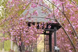 昌平这里樱花正盛，还可乘小火车环游花海，最适合全家去郊游图片