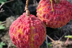 海南有种天黑才能摘的荔枝，个头像鸡蛋一样大，你见过吗？图片