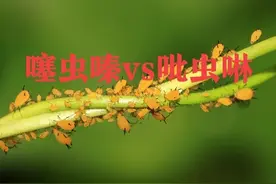 农业科普：噻虫嗪和吡虫啉有何区别？防治蚜虫是该选择谁？图片