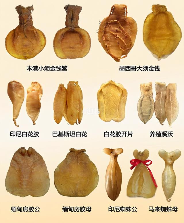 花胶多少钱一斤是好的 花胶多少钱一斤是好的品种 花胶多少钱一斤是好的 花胶多少钱一斤是好的品种