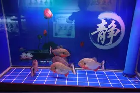 养鱼既要学会养水也要学会喂食，喂鱼是一门学问，如何正确投喂？图片