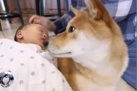 柴犬辛苦带娃两年，女主又生了“二胎”，狗：想累死我呢？图片