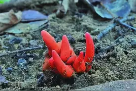 澳洲树林里发现致命毒菌，毒素排名世界第二，轻轻一碰就会中毒图片