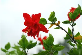 在泰国听到的最流行的歌图片