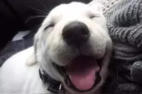 狗狗这些行为，是在告诉你，它爱你图片