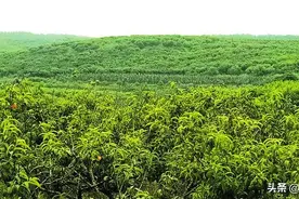 随县尚市镇：油桃树变成“摇钱树”图片