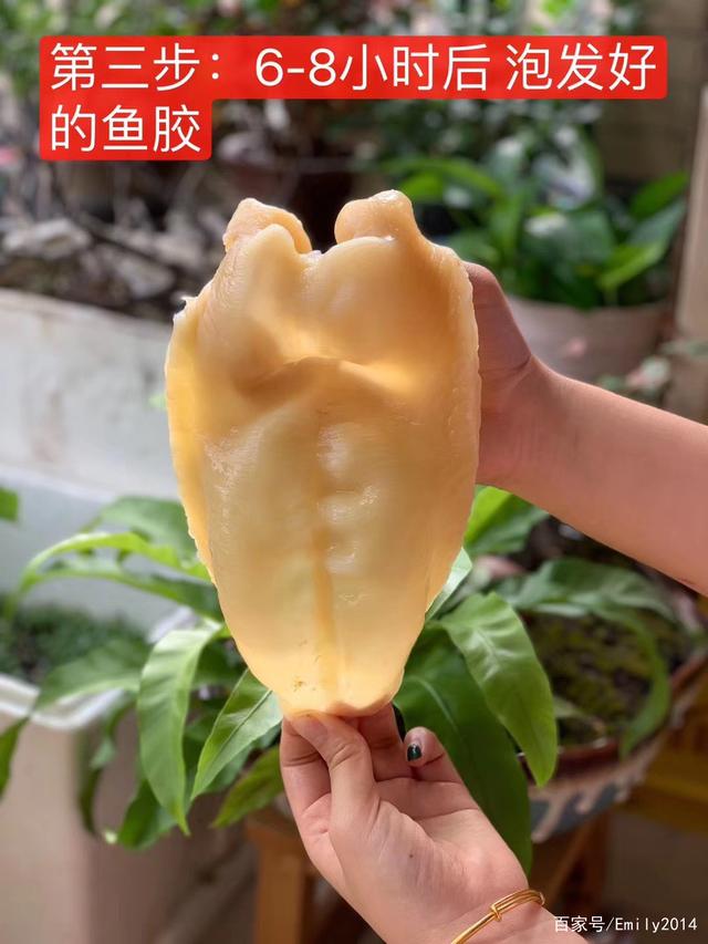 花胶炖好放冰箱变果冻 花胶变成果冻还可以再炖吗