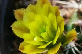 101个仙人球品种，一个比一个好看，快看看你家的叫什么名字图片