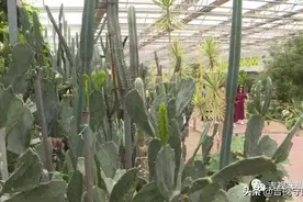 「长春农博会」沙漠“绿巨人”个头高，“仙人掌们”花朵绽放图片