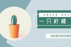 一只柠檬，轻松解决蚊虫困扰图片