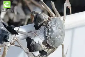 河蟹越冬入池放养，要注意什么呢？视频封面