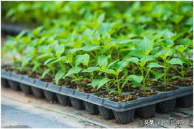 种业股价暴涨 千亿市场还有多少机会图片