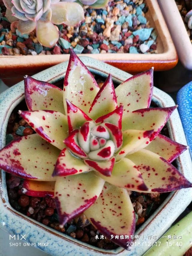 多肉植物吉玛利亚(多肉植物ak玛利亚)-措必培