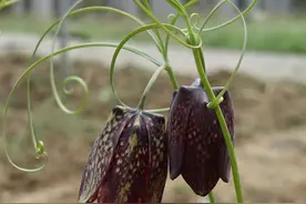 林草科普|中国药用植物 - 贝母图片