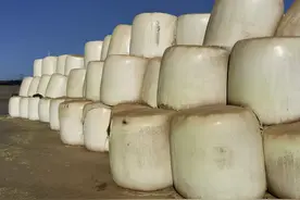 利通区：博士养出“黄金”奶牛图片